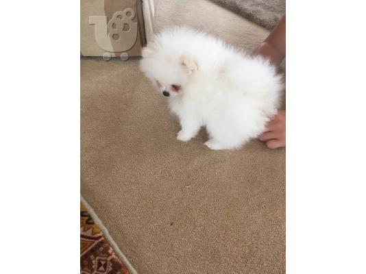 όμορφα Pomeranian Puppies προς πώληση